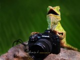 Photography of the Lizard